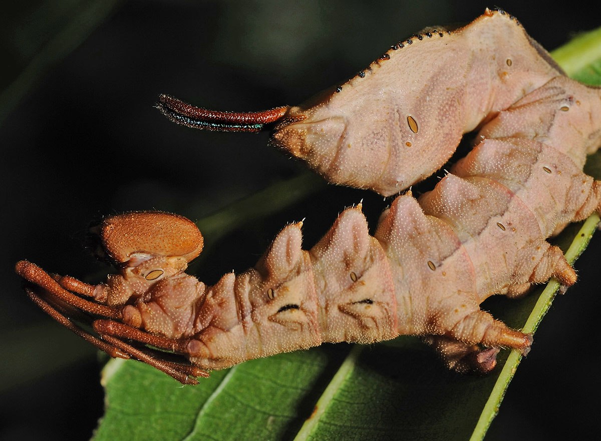 Гусеница бабочки Carthaea saturnioides