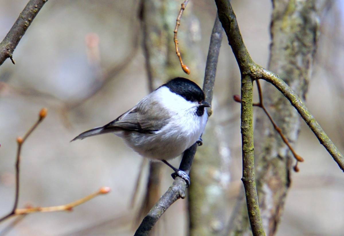 ГАИЧКА БУРОГОЛОВАЯ или ПУХЛЯК (Parus montanus)