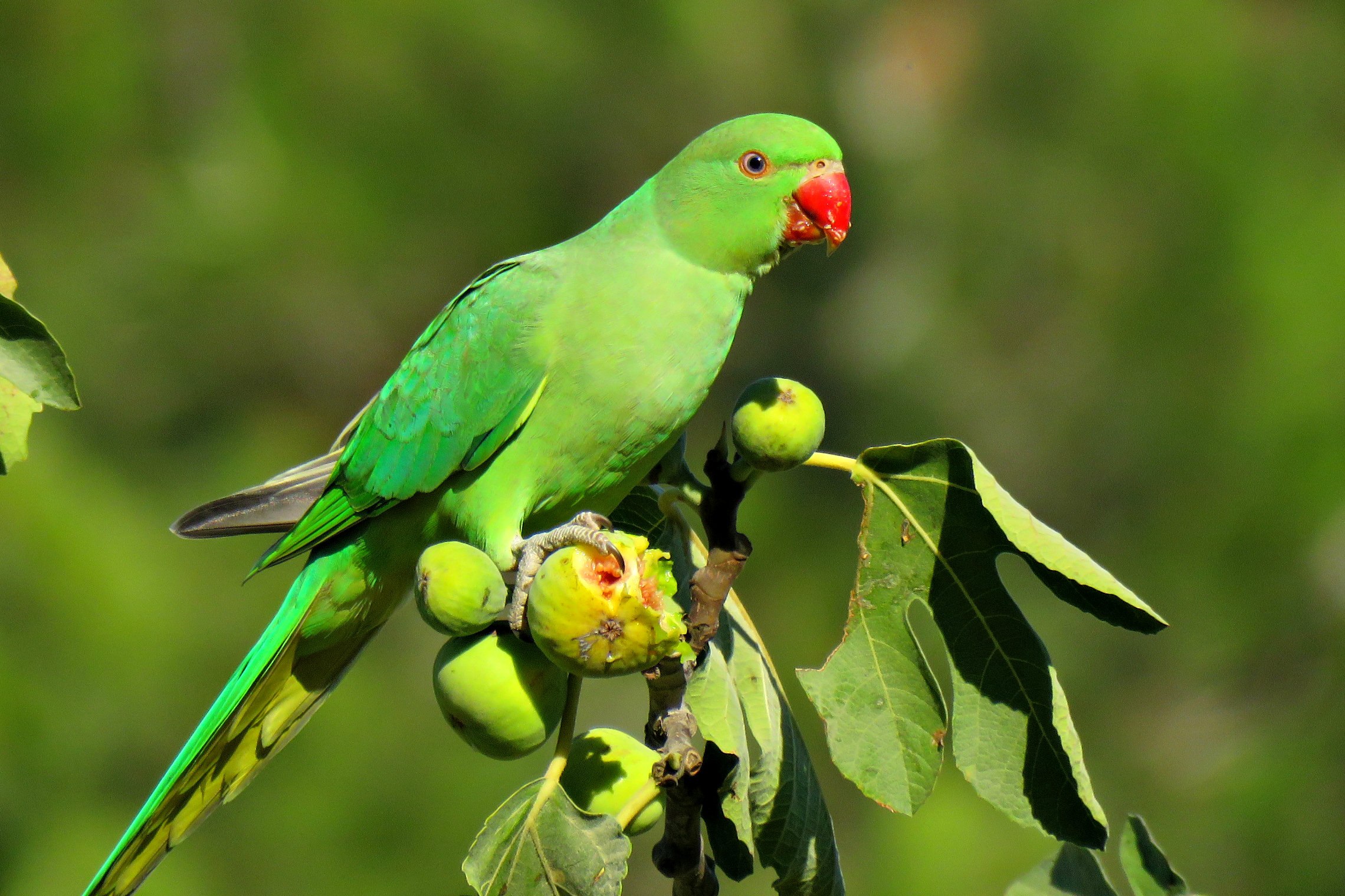 Зеленый Ожереловый Попугай