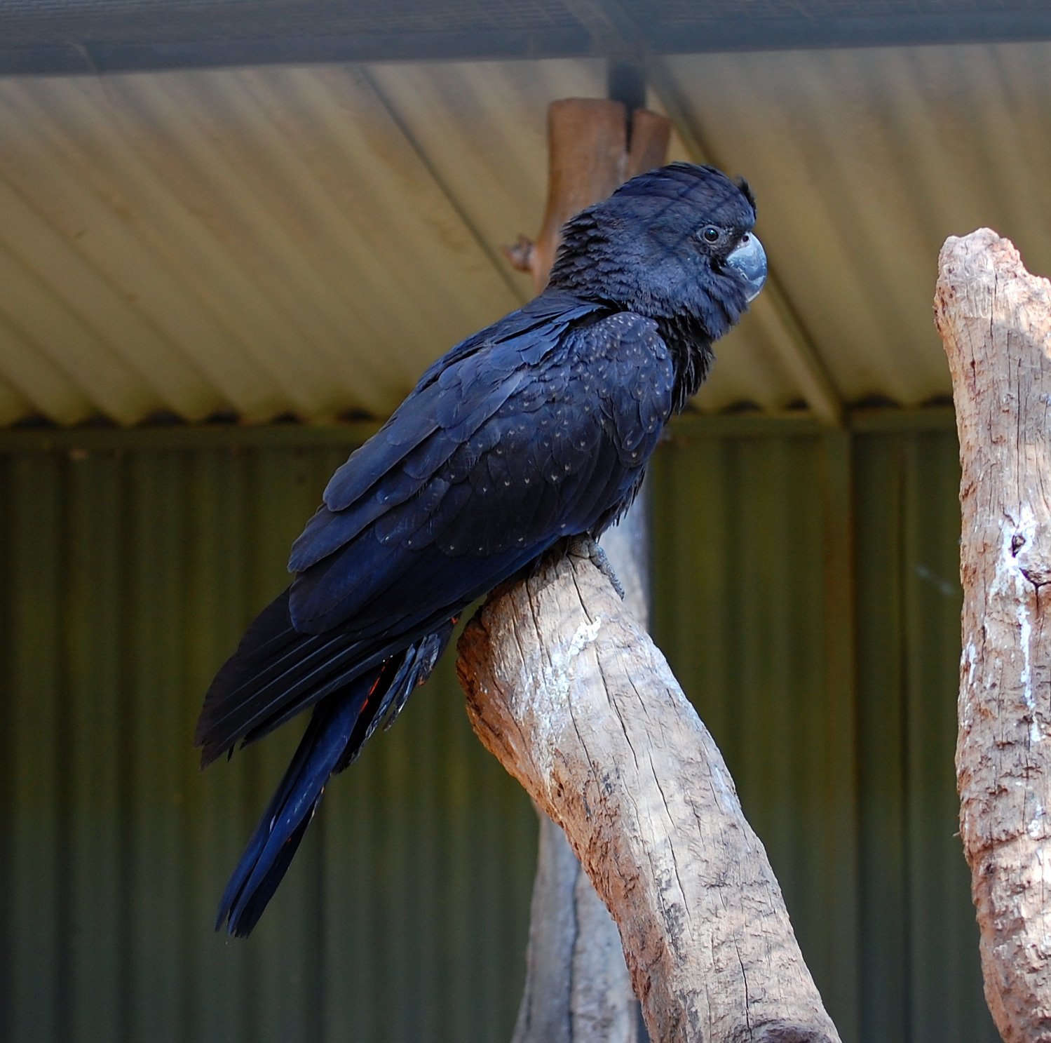Черный попугай. Черный Какаду Бэнкса. Calyptorhynchus banksii. Краснохвостый Какаду. Красный хвост черный Какаду.