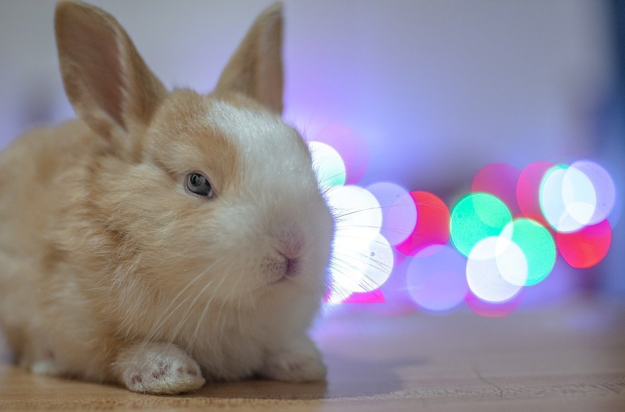 К чему снится кролик живой. Сатиновый кролик декоративный. Сатиновый кролик белый. Лиловый кролик. Японский карликовый кролик.