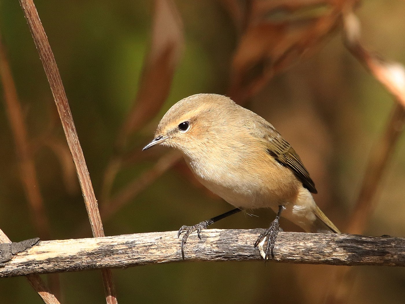 Пеночка птица Phylloscopus collybita