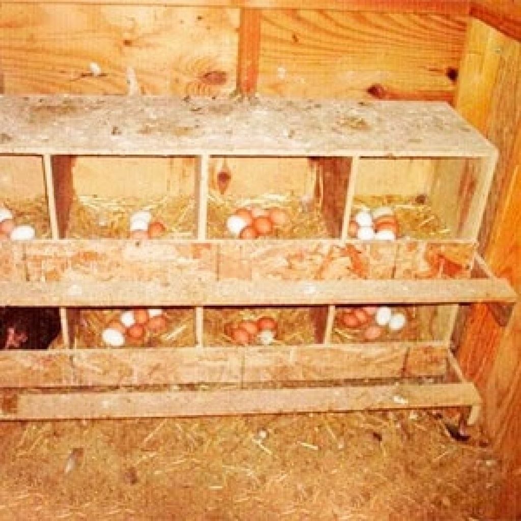 Гнезда для кур несушек (52 фото)