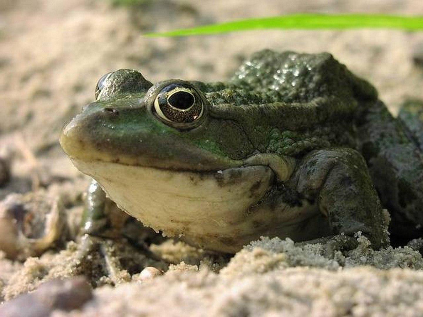 2009 лягушка. Лягушка гребенчатый жаба. Мавританская жаба. Настоящие Жабы. Лягушка настоящая.