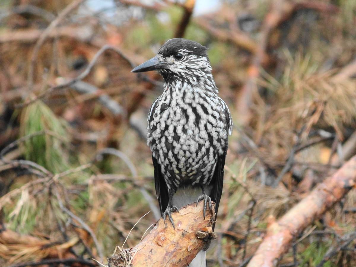 Ореховка. Кедровка Nucifraga caryocatactes Linnaeus,1758. Nucifraga caryocatactes. Кедро́вка Nucifraga caryocatactes. Кедровка Ореховка птица.