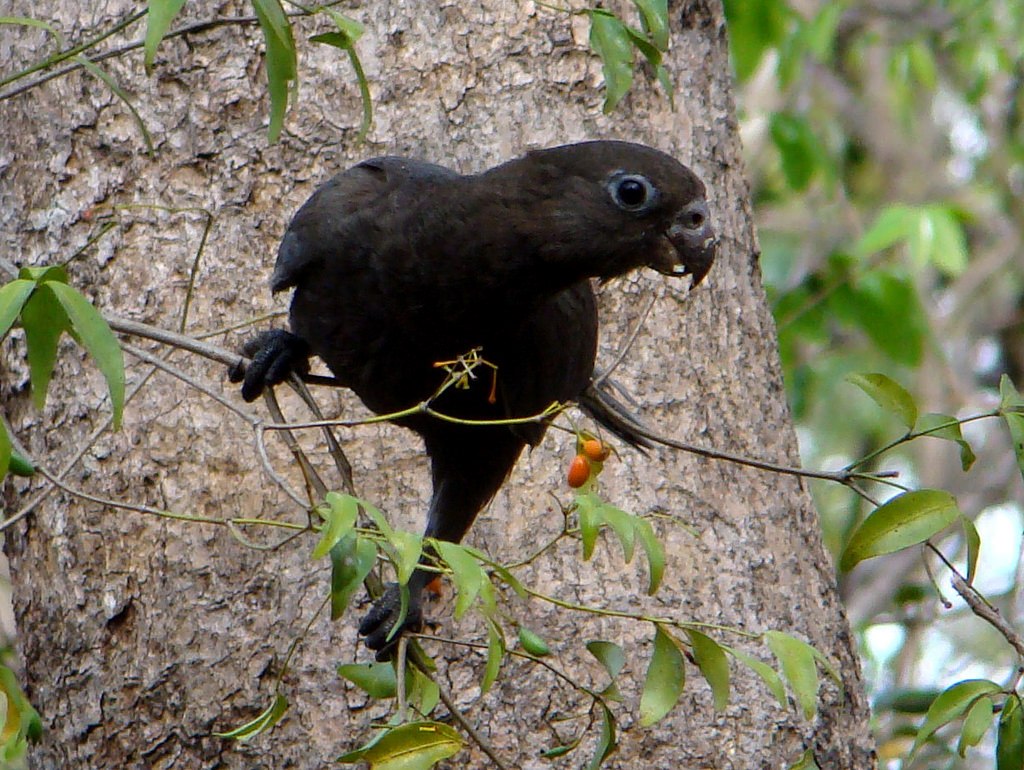 Coracopsis nigra