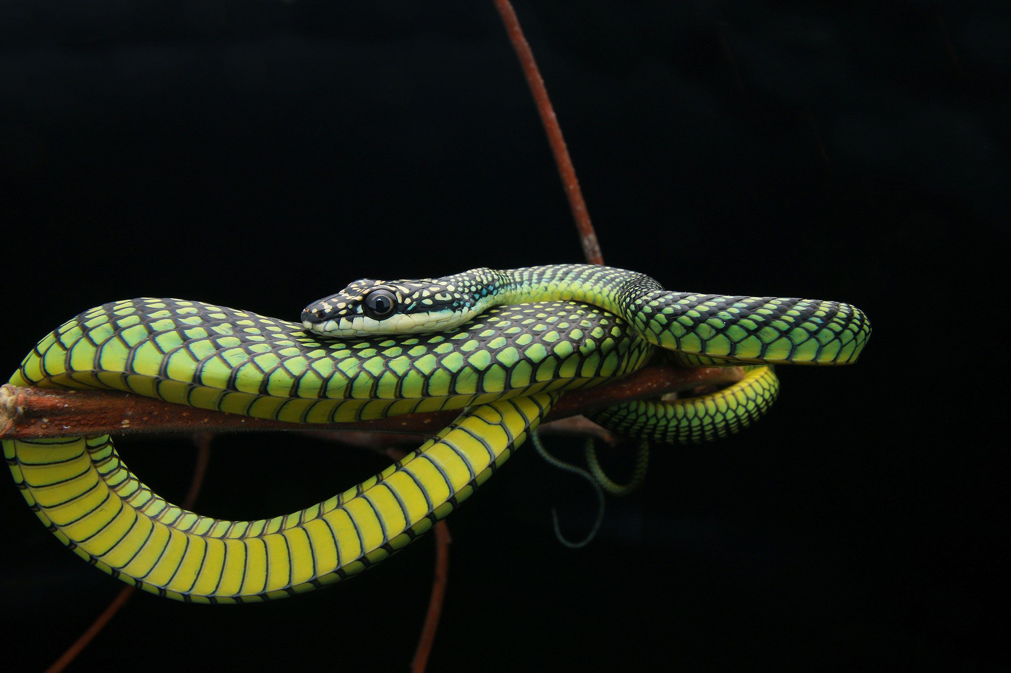 Украшенная змея. Chrysopelea Paradisi змея. Chrysopelea taprobanica. Chrysopelea Ornata. Райская летучая змея.
