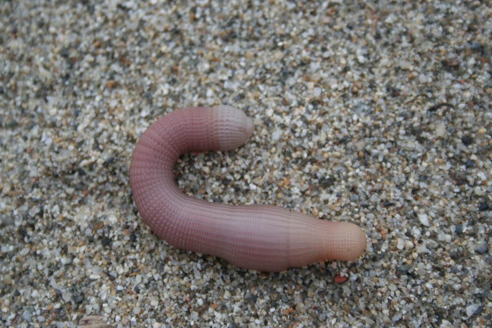 морской червь черное море
