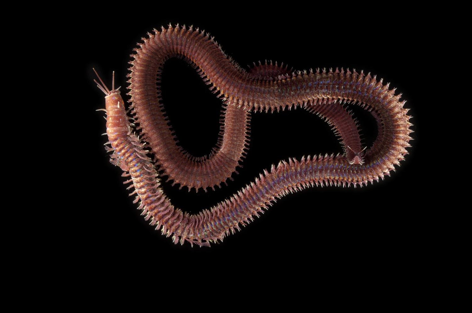 Активный червь. Многощетинковые черви многощетинковые черви. Кольчатый червь многощетинковые черви. Многощетинковые черви полихеты. Морские многощетинковые черви.