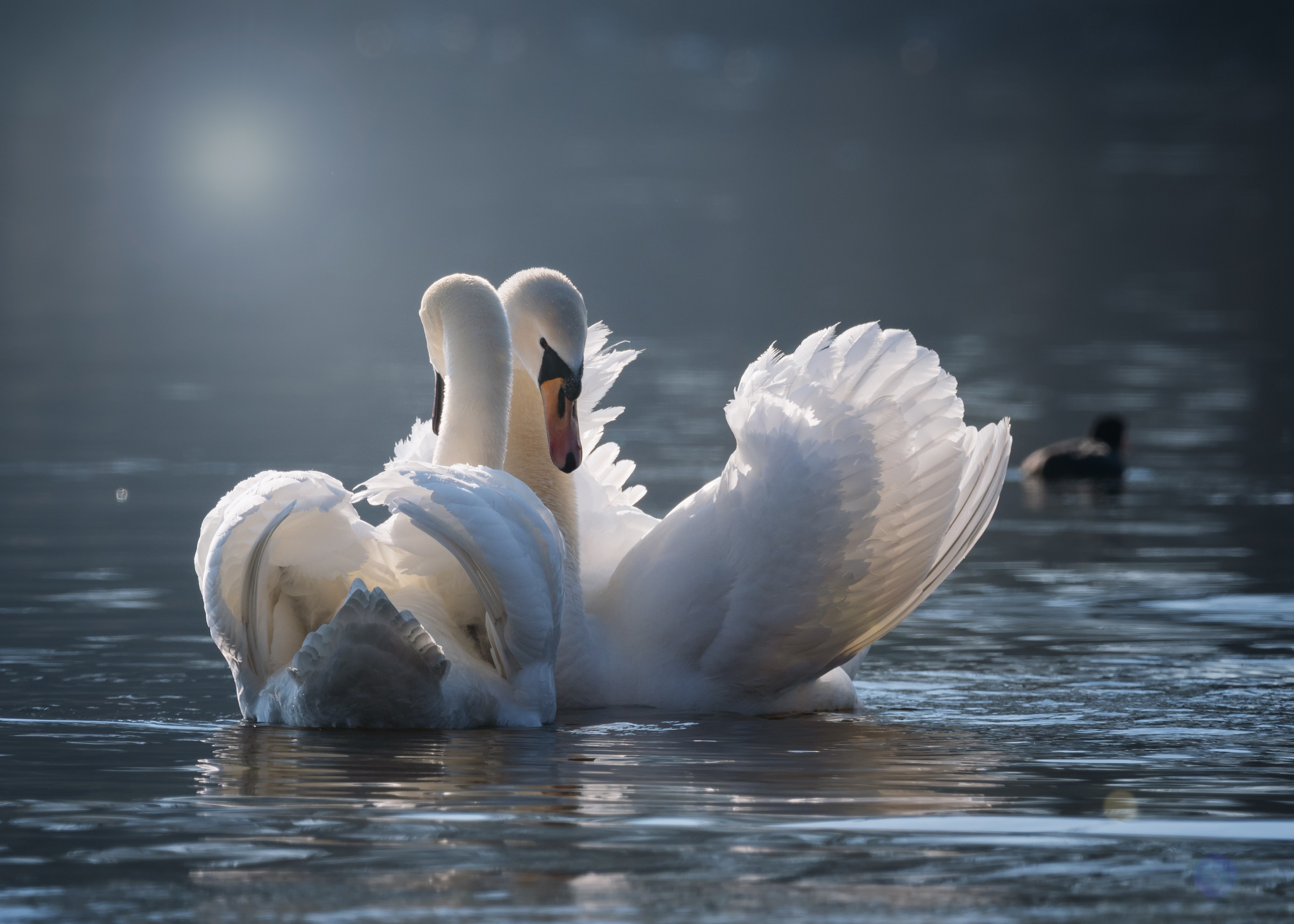Фото по запросу Влюбленные лебеди