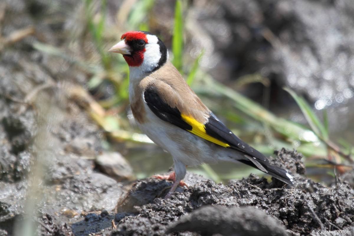 Щегол это. Черноголовый щегол птица. Щегол черноголовый Carduelis. Черноголовый щегол птенец. Щегол (чёрноголовый щегол) (Carduelis Carduelis).