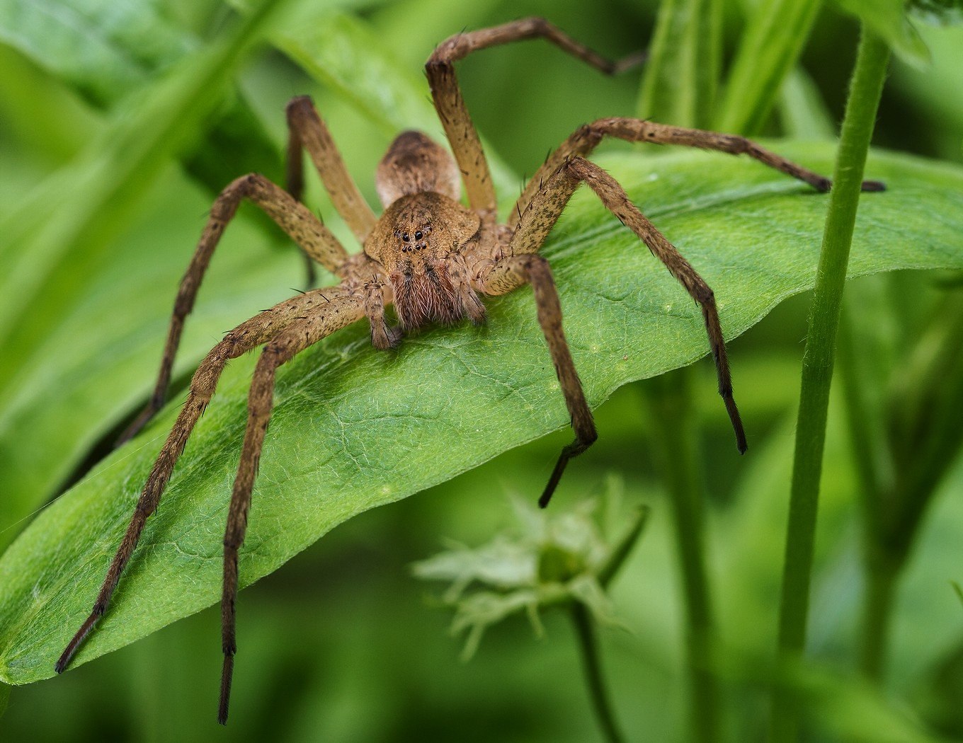 Huntsman Spider паук-охотник