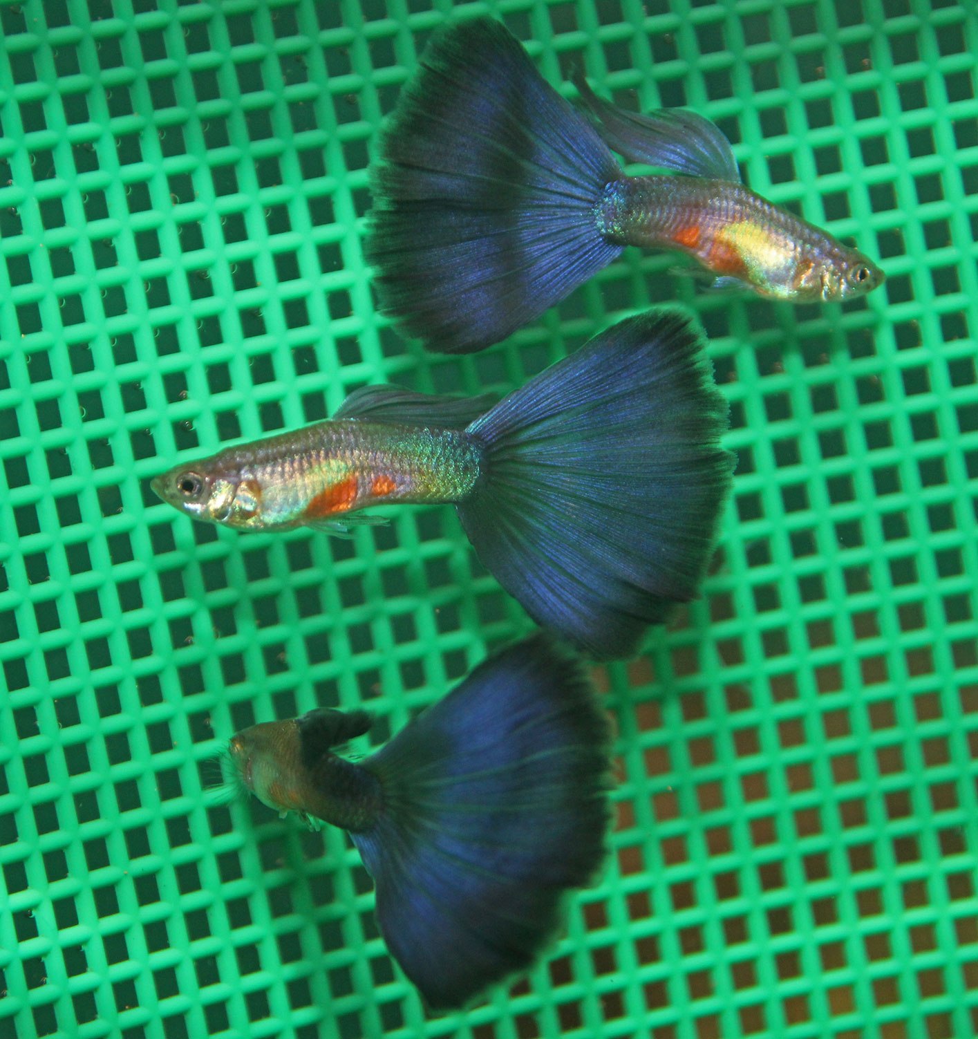 Гуппи рыбки самки