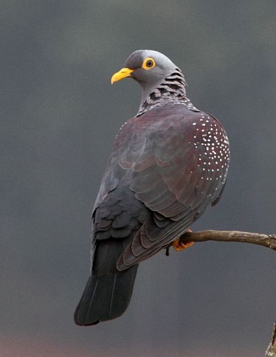 Columba arquatrix