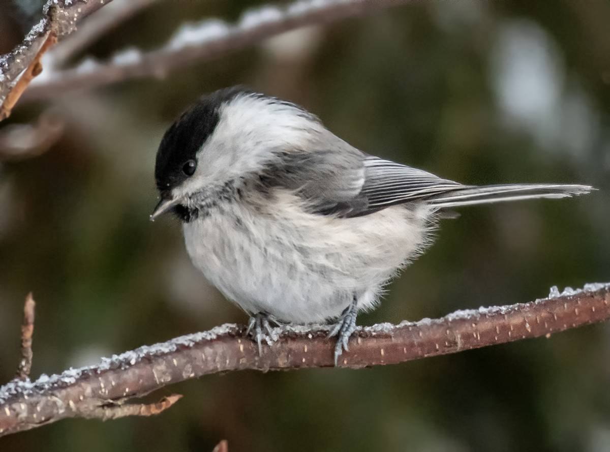 Буроголовая гаичка фото. Буроголовая гаичка- Parus montanus Baldenstein, 1827. Пухляк Байкал. Буроголовая гаичка нарисовать. Буроголовая гаичка птица фото окружающий мир 3 класс.