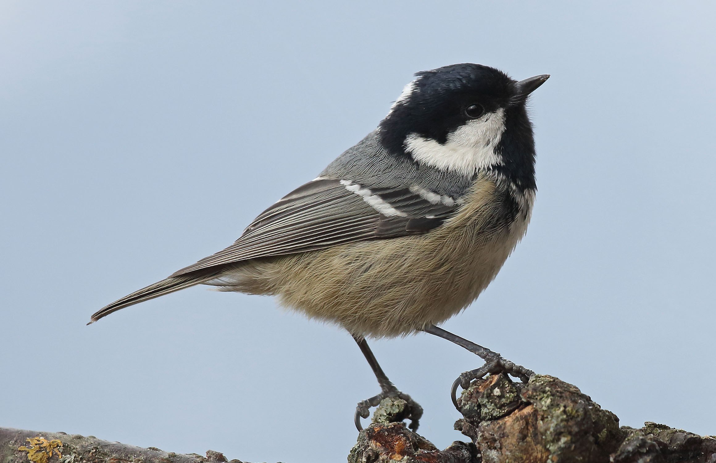 Синица московка фото. Московка (Periparus ater). Синицевые Воробьинообразные. Синица Московка самец и самка. Московка самец и самка.