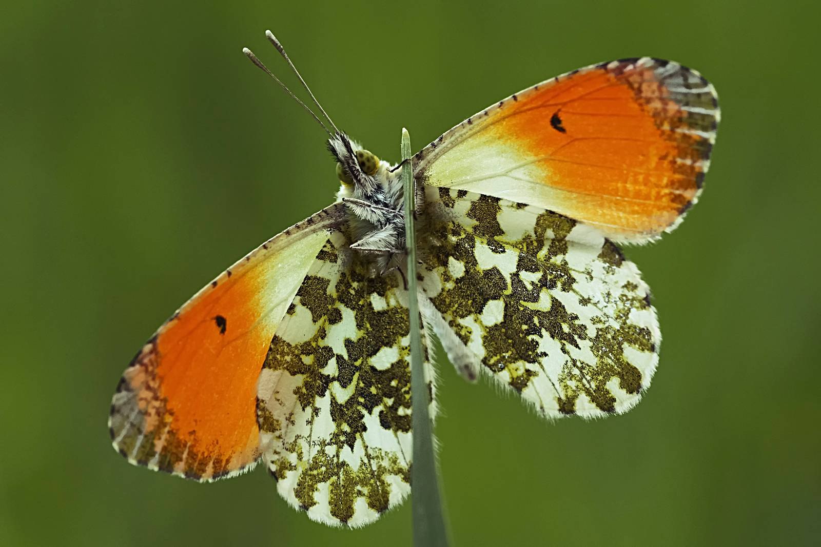 Зорька бабочка фото окружающий мир 1 класс