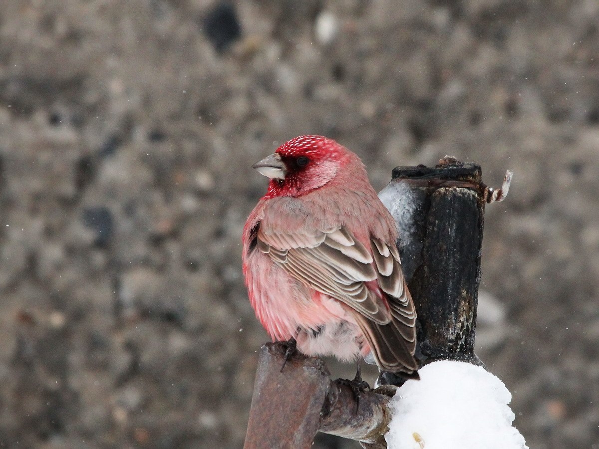 Малиновая голова. Большая чечевица (Carpodacus rubicilla). Птица с красной шапочкой. Птичка с красной бордовой грудкой. Птица с красной шапочкой на голове похожа на воробья.