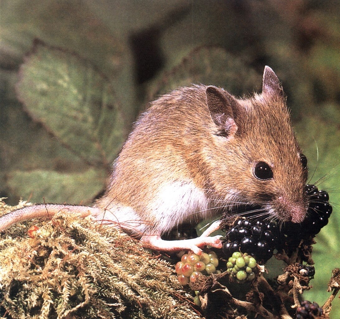 Лесная мышь животное. Лесная мышь (Apodemus sylvaticus). Желтогорлая полевка. Apodemus uralensis. Желтогорлая Лесная мышь.