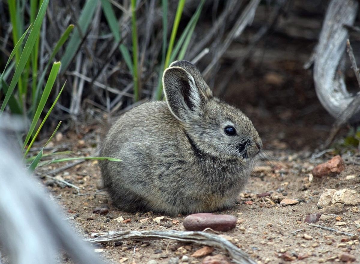 Болотный заяц. Айдахский кролик Пигмей. Бесхвостые вулканические кролики Мексика. Айдахский кролик, кролик-Пигмей. Тепоринго вулканический кролик.