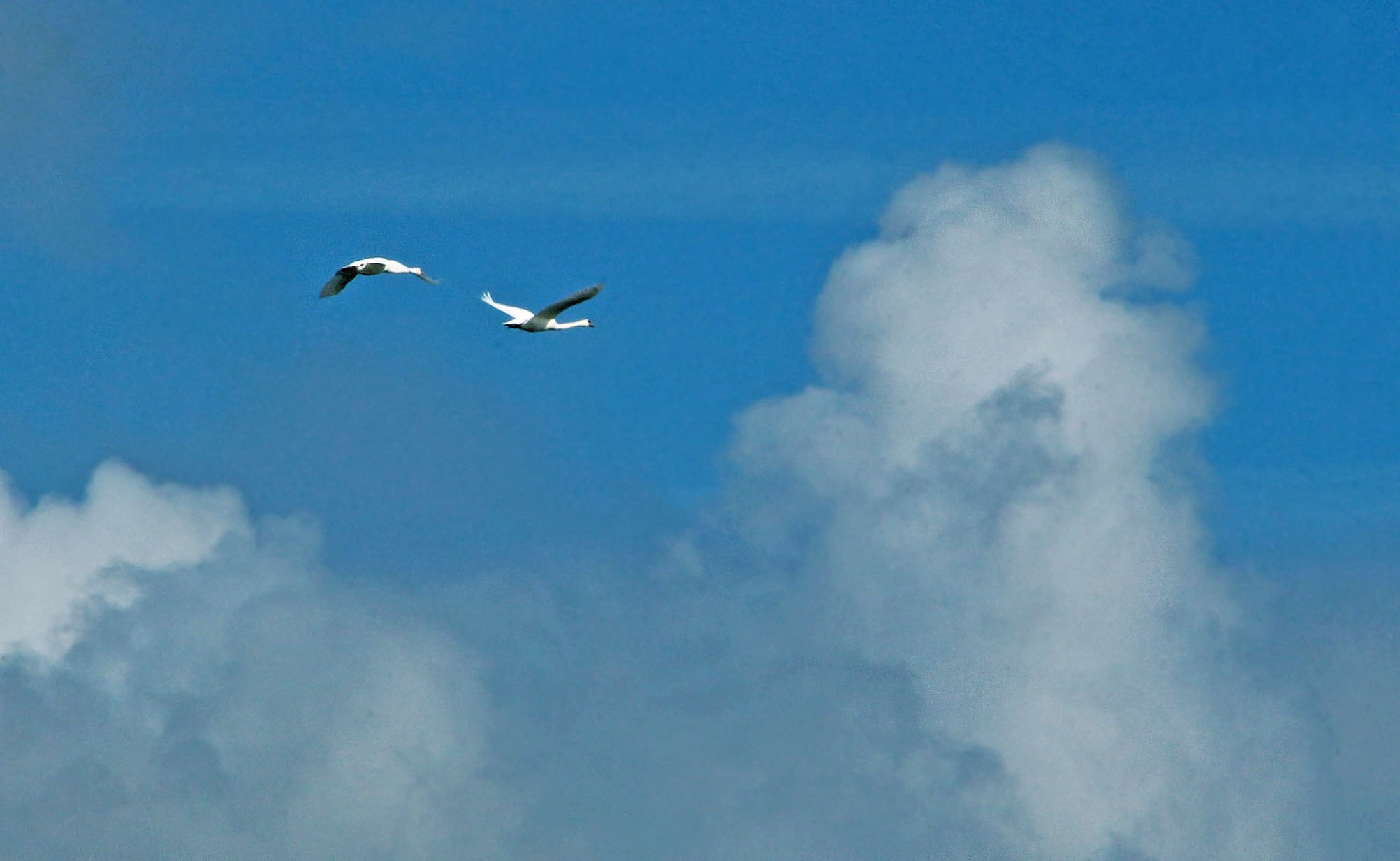 два лебедя в небе картинки
