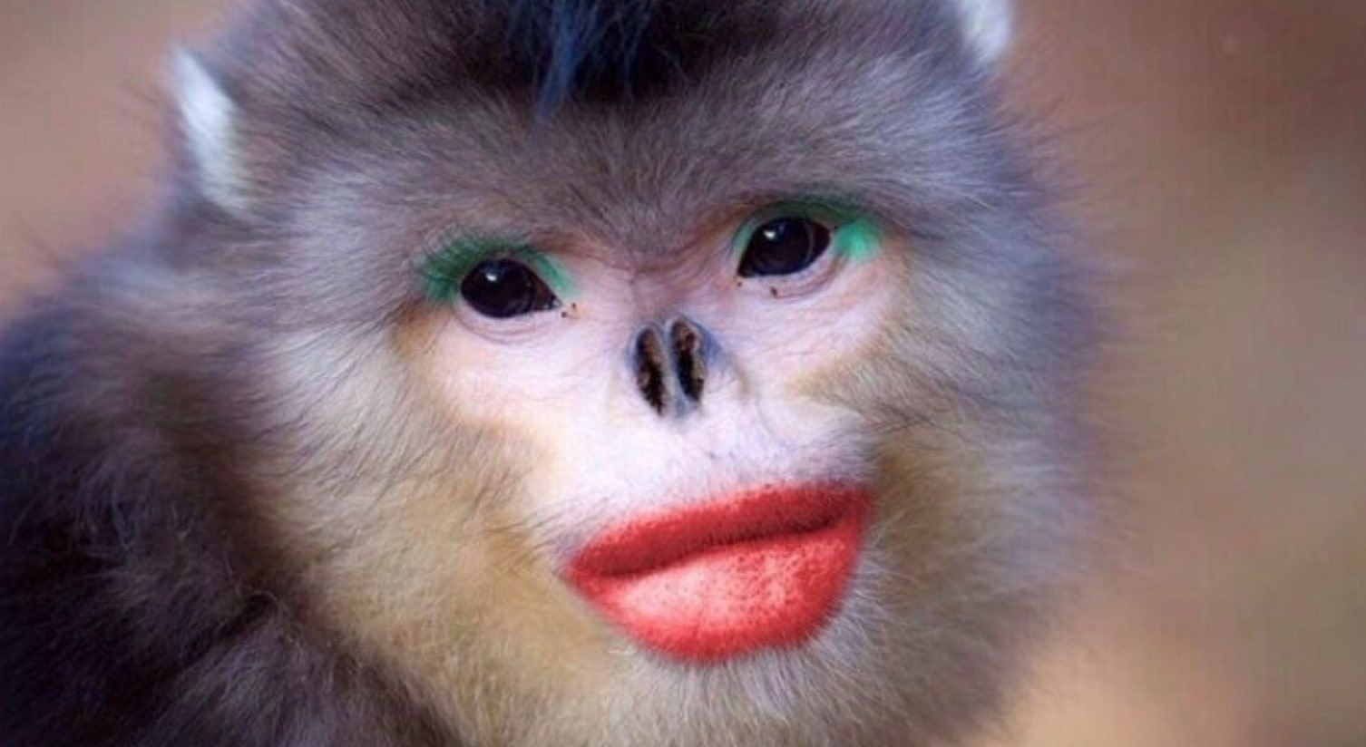 губы обезьяны фото