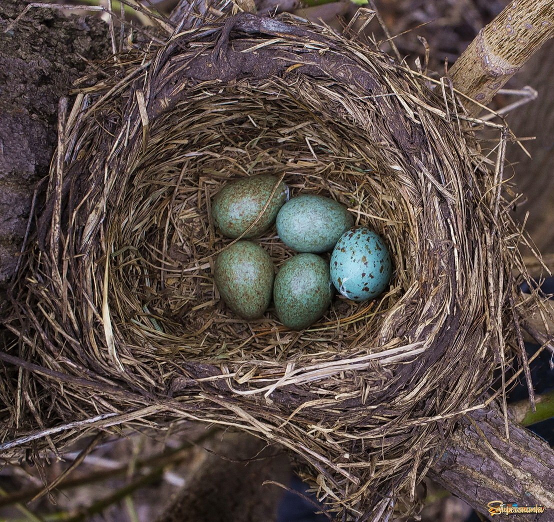 Яйца кукушки фото в гнезде