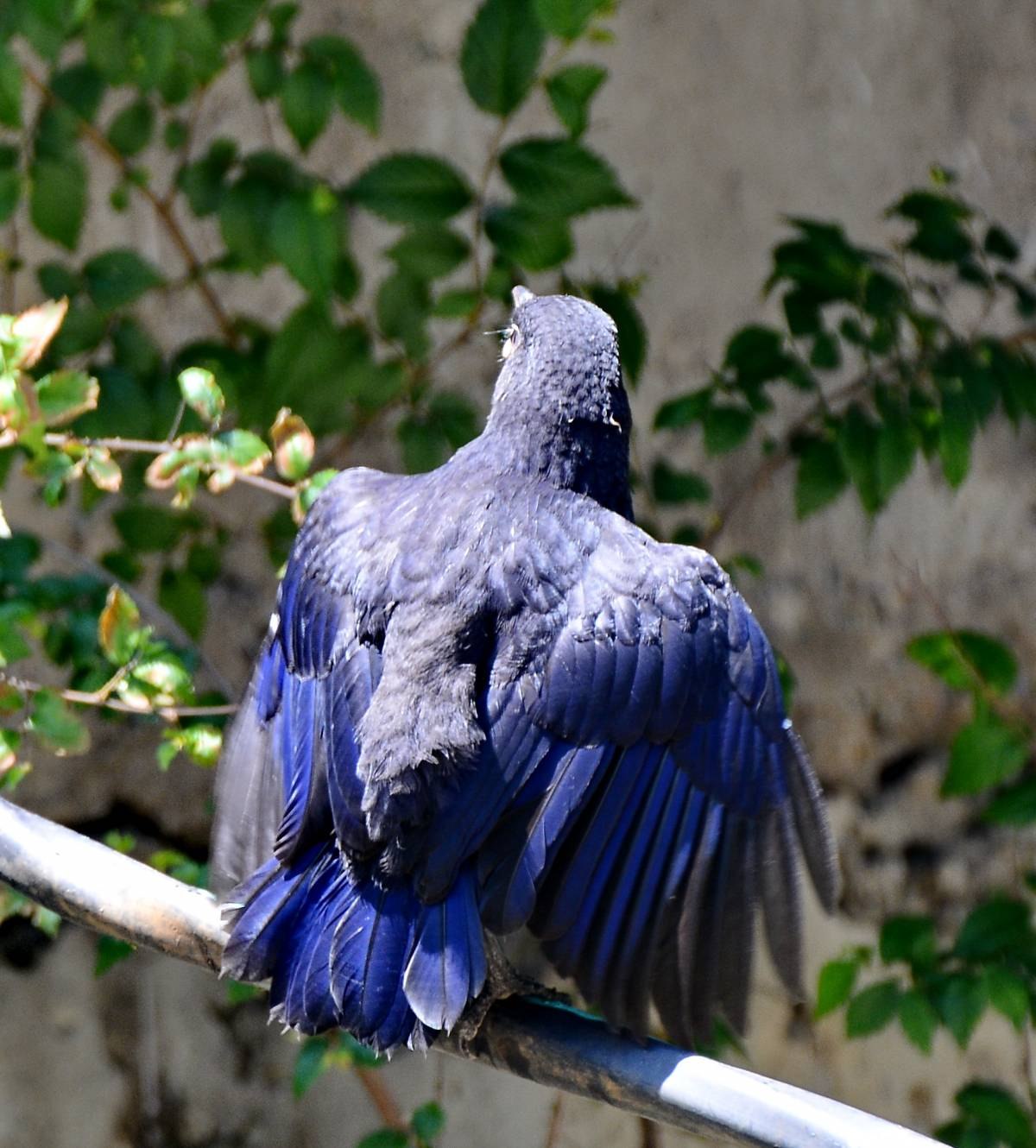 Синяя птица памира. Myophonus caeruleus. Малабарская синяя птица. Веероносный венценосный голубь.