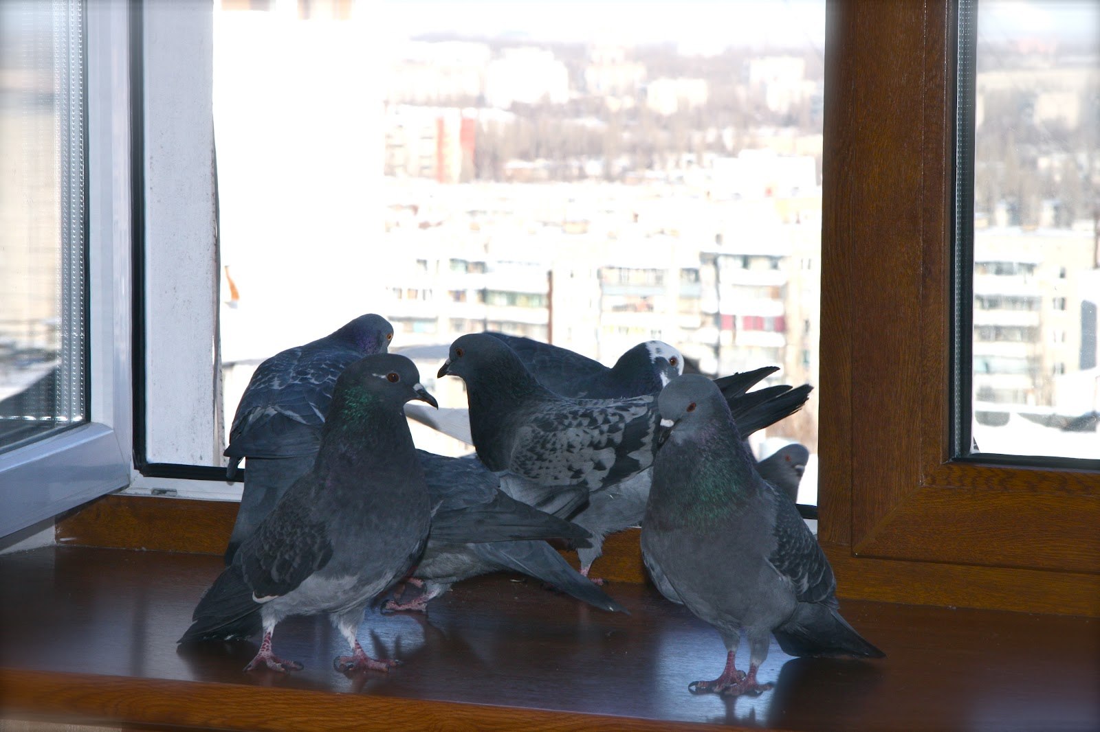 Голубь залетел в окно в квартиру. Домик для голубей. Голубь дома. Голубь в квартире. Домик для голубей на окно.