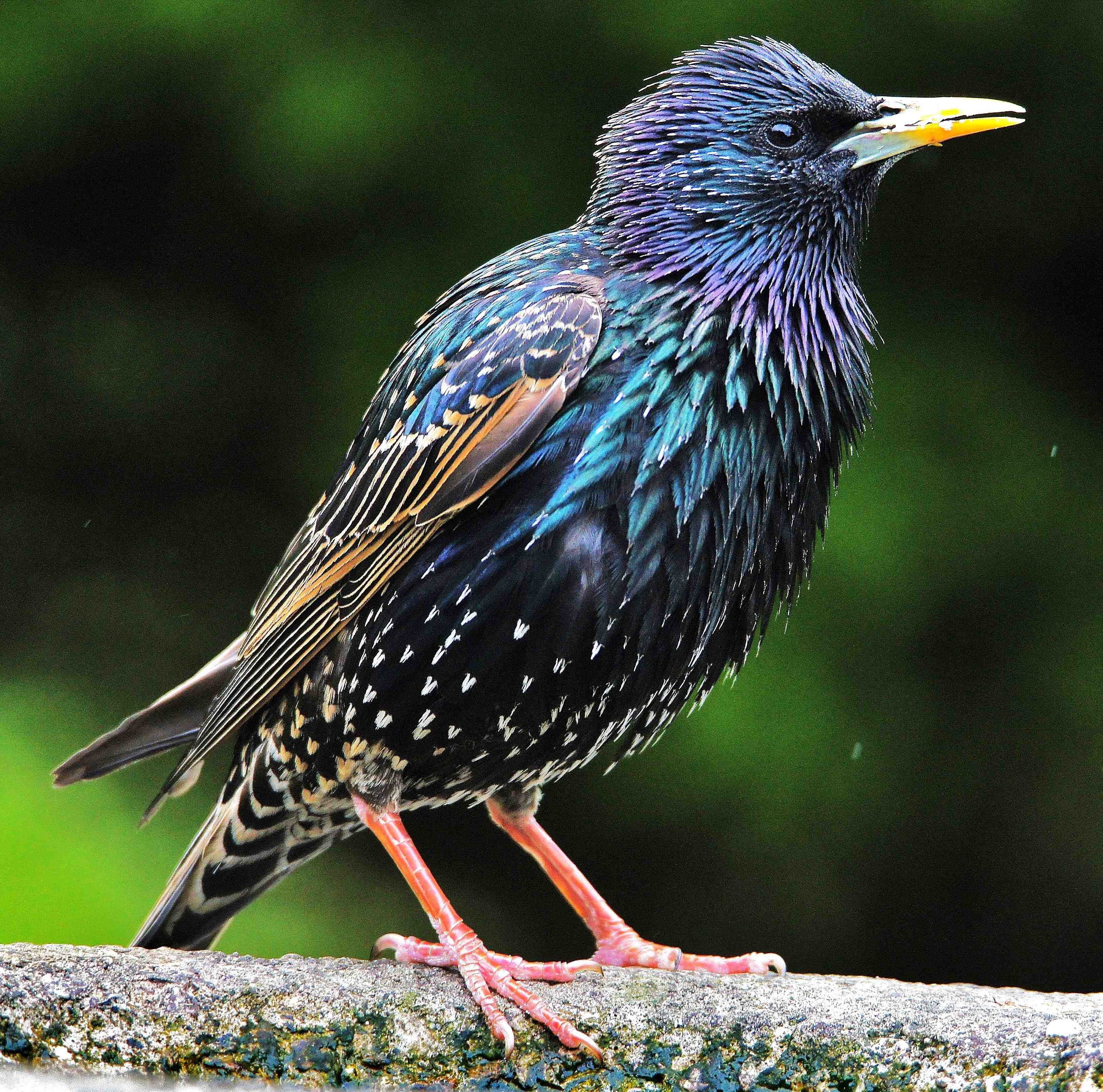 Времени скворец. Обыкновенный скворец (Sturnus vulgaris). Обыкновенный скворец Шпак. Graurul Starling Sturnus vulgaris. Обыкновенный скворец Москва.