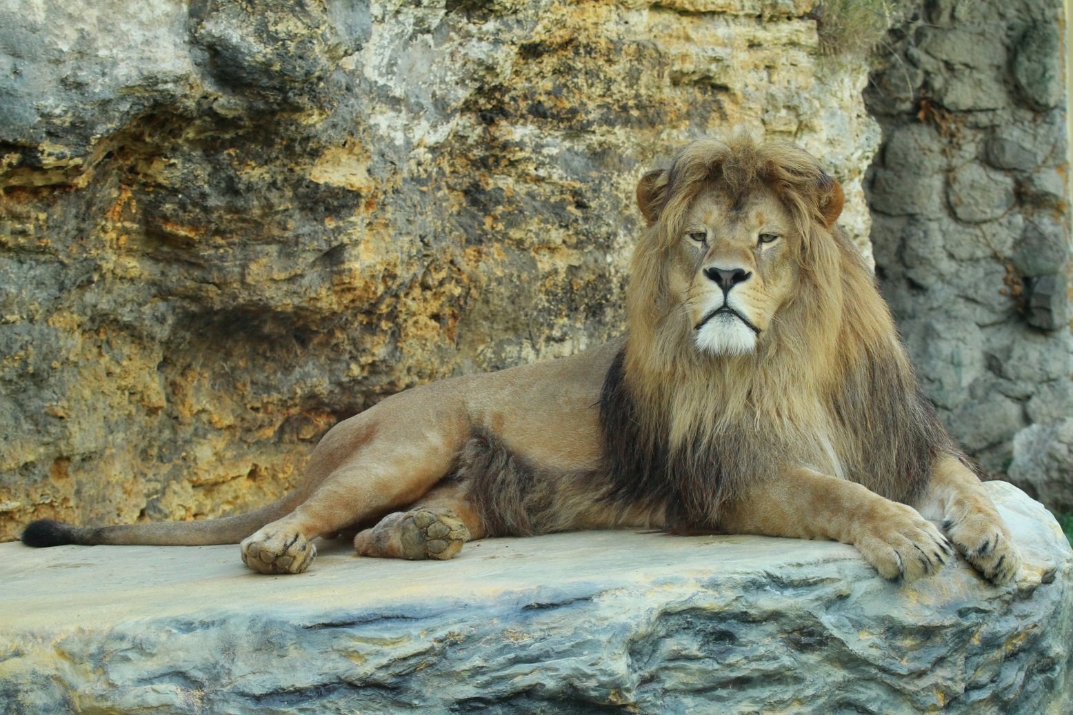 Последний левы. Берберийский Лев. Берберийский Лев (Panthera Leo Leo). Lion Капский Лев. Марокканские львы.