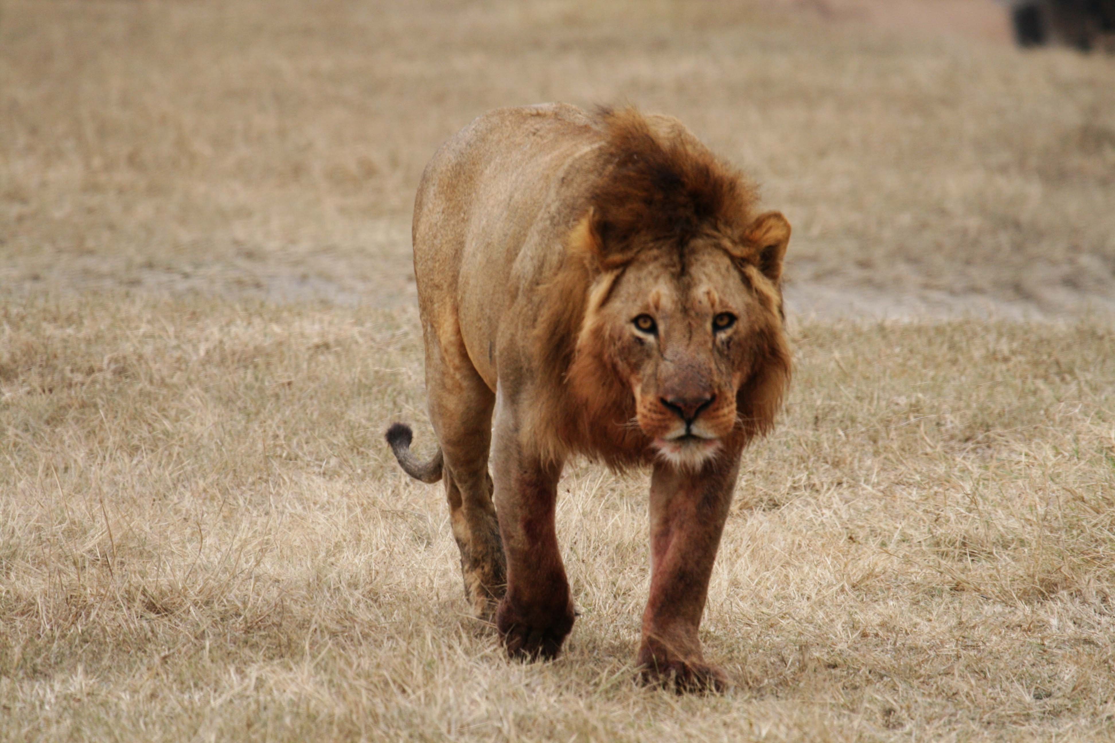 Обычный лев. Североконголезский Лев. Берберийский Лев (Panthera Leo Leo). Сенегальский западноафриканский Лев. Капский Лев (Panthera Leo melanochaita).