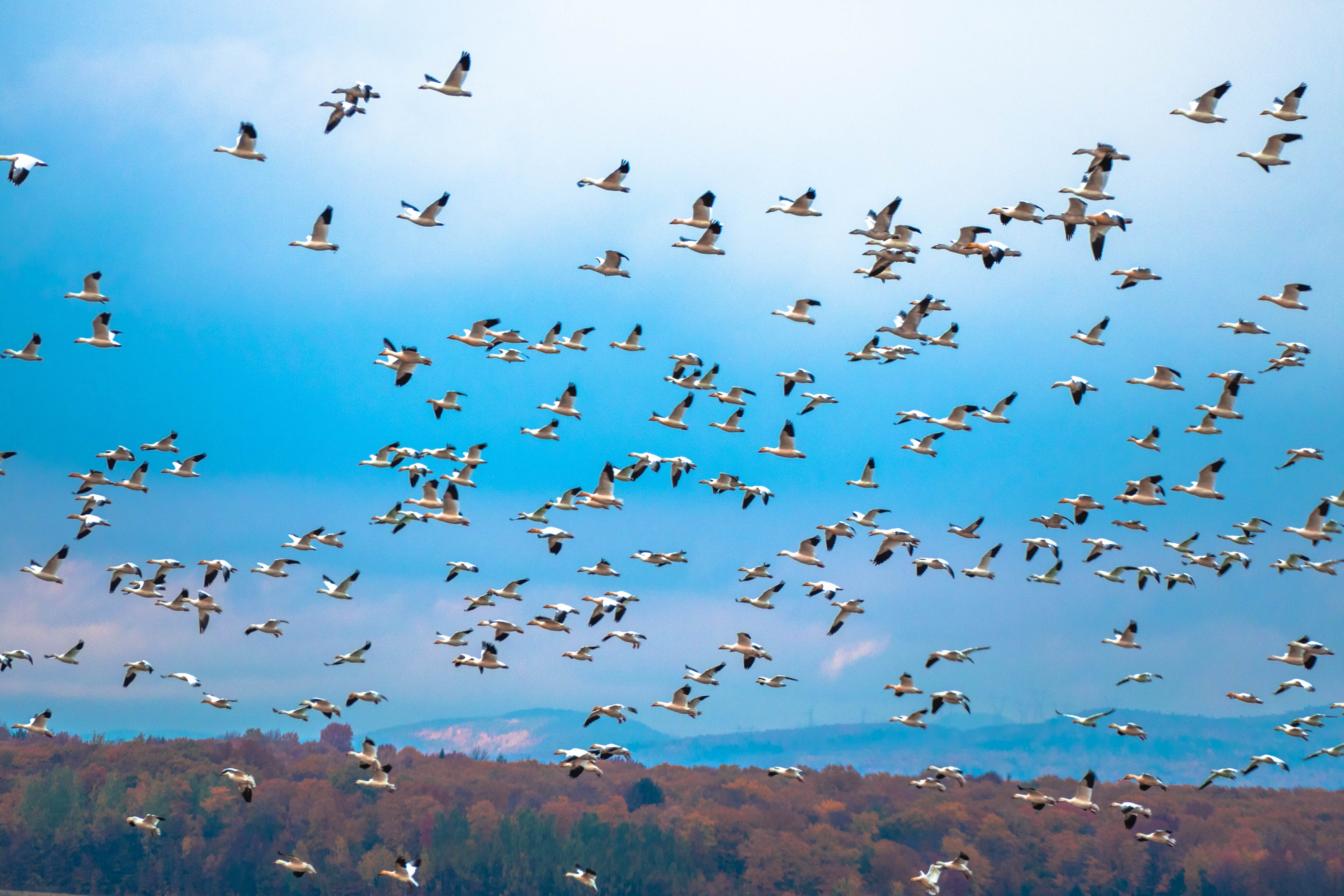Жизнь мигрирующих птиц. Миграция перелетных птиц. Миграция птиц на Юг. Стая птиц. Стая перелетных птиц.