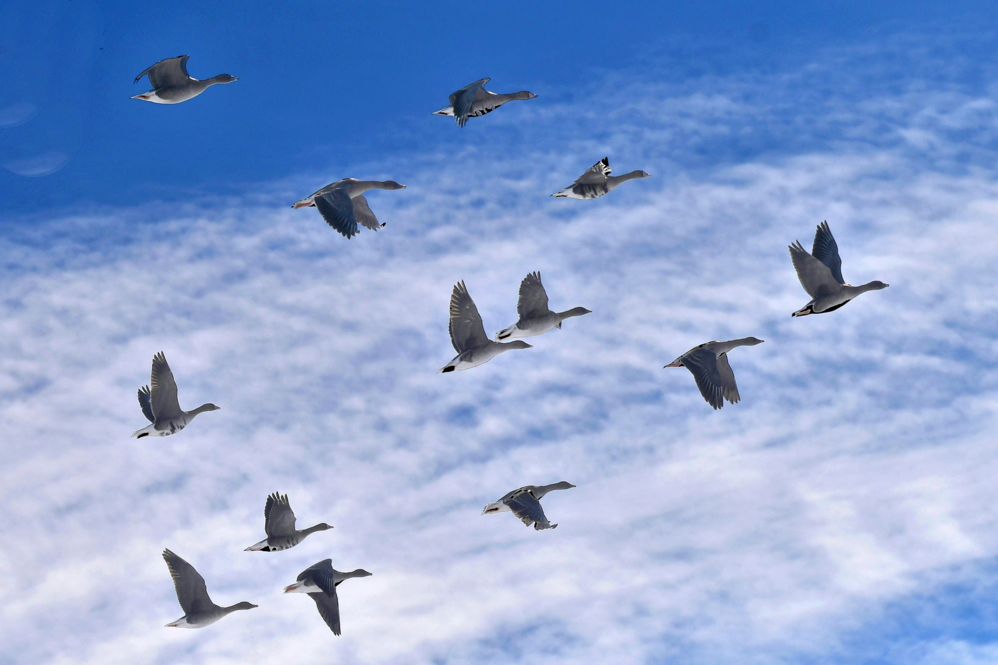 Перелетные птицы 4 5 лет. Перелетные птицы Кыргызстана. Перелётные птицы перелётные птицы. Перелет птиц. Перелетные птицы осенью.