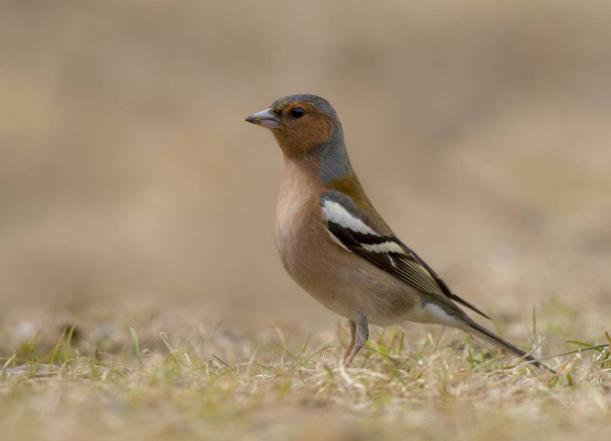 Птица зяблик. Зяблик (fringilla COELEBS). Fringilla COELEBS птица. Зяблик (fringílla COÉLEBS). Европейский Зяблик Зяблик.