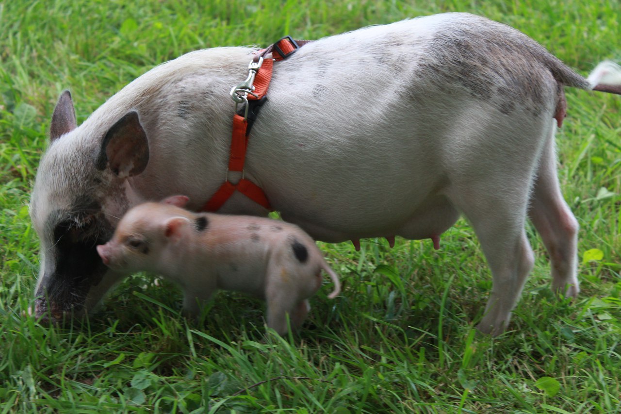 Продолжительность жизни свинки. Геттингенский минипиг. Мини Пиги майялино. Сибирский минипиг. Мини майялино Свинка.