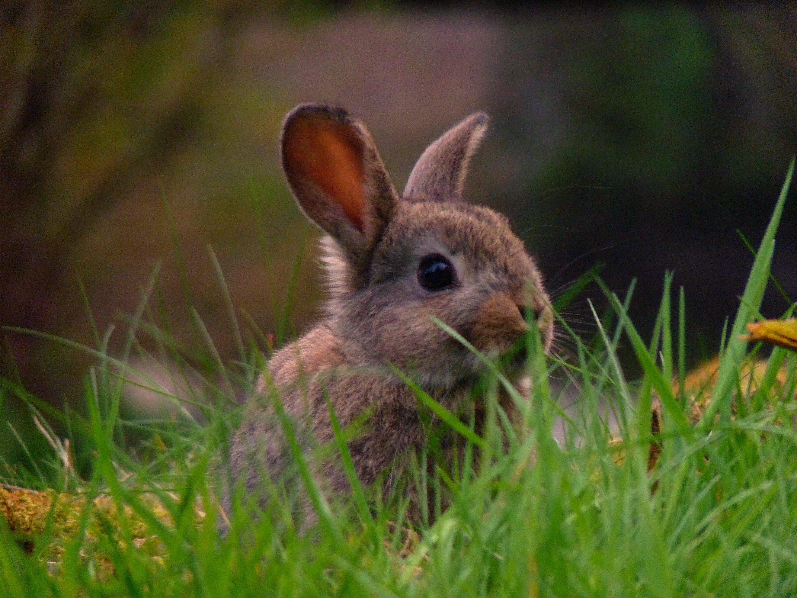 Brown Bunnies Pics