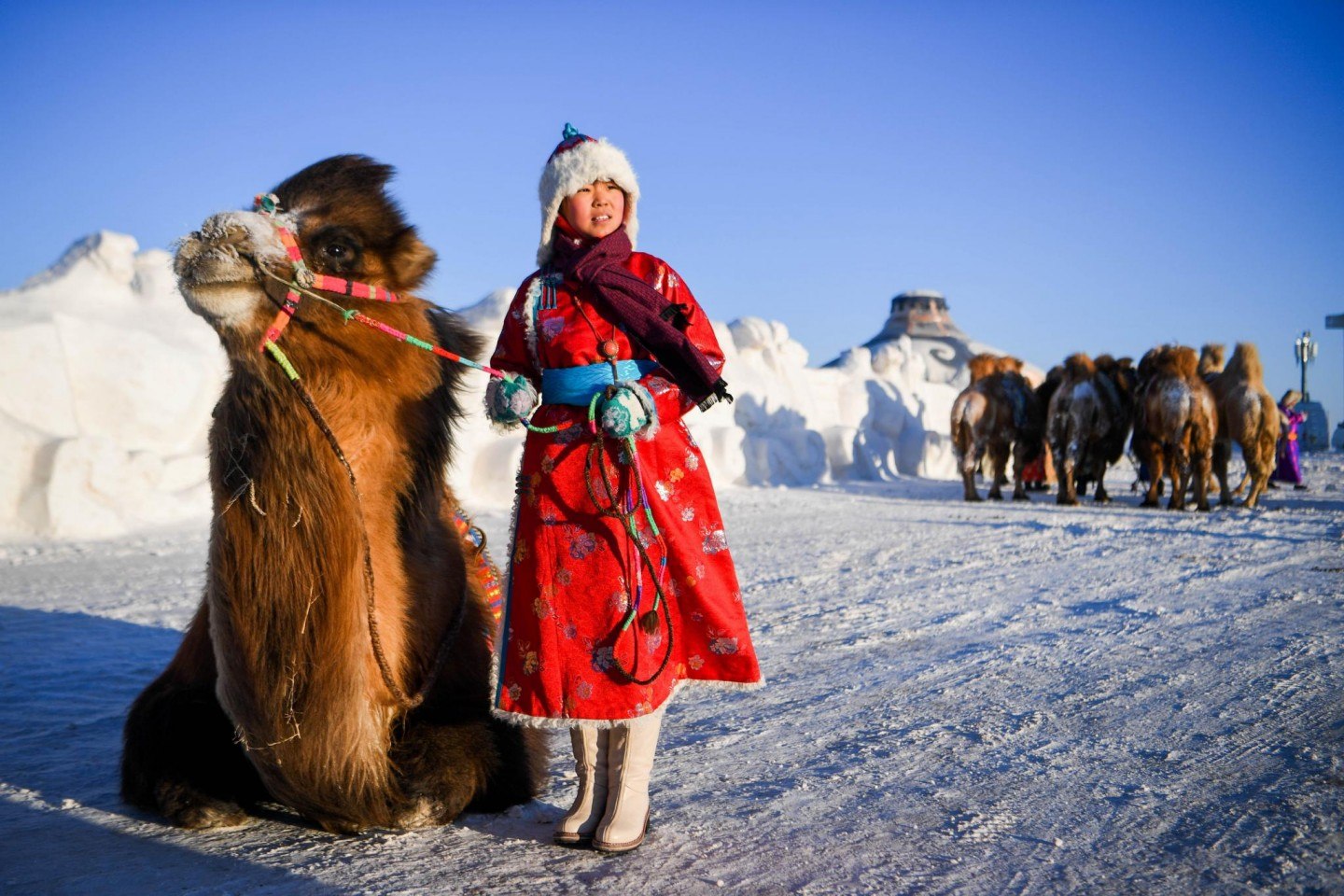 Верблюд в тундре. Бахор верблюд монгольский. Верблюды в Монголии. Монгол на верблюде. Монголы зима.
