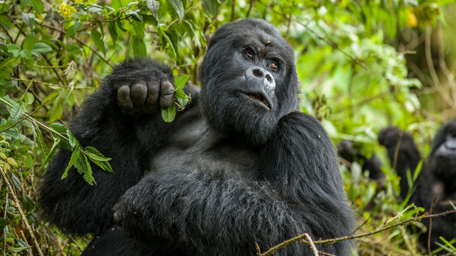 Горилла человекообразная обезьяна. Восточная Горная горилла Африка. Западная равнинная горилла. Горная горилла самец. Восточная равнинная горилла гориллы.