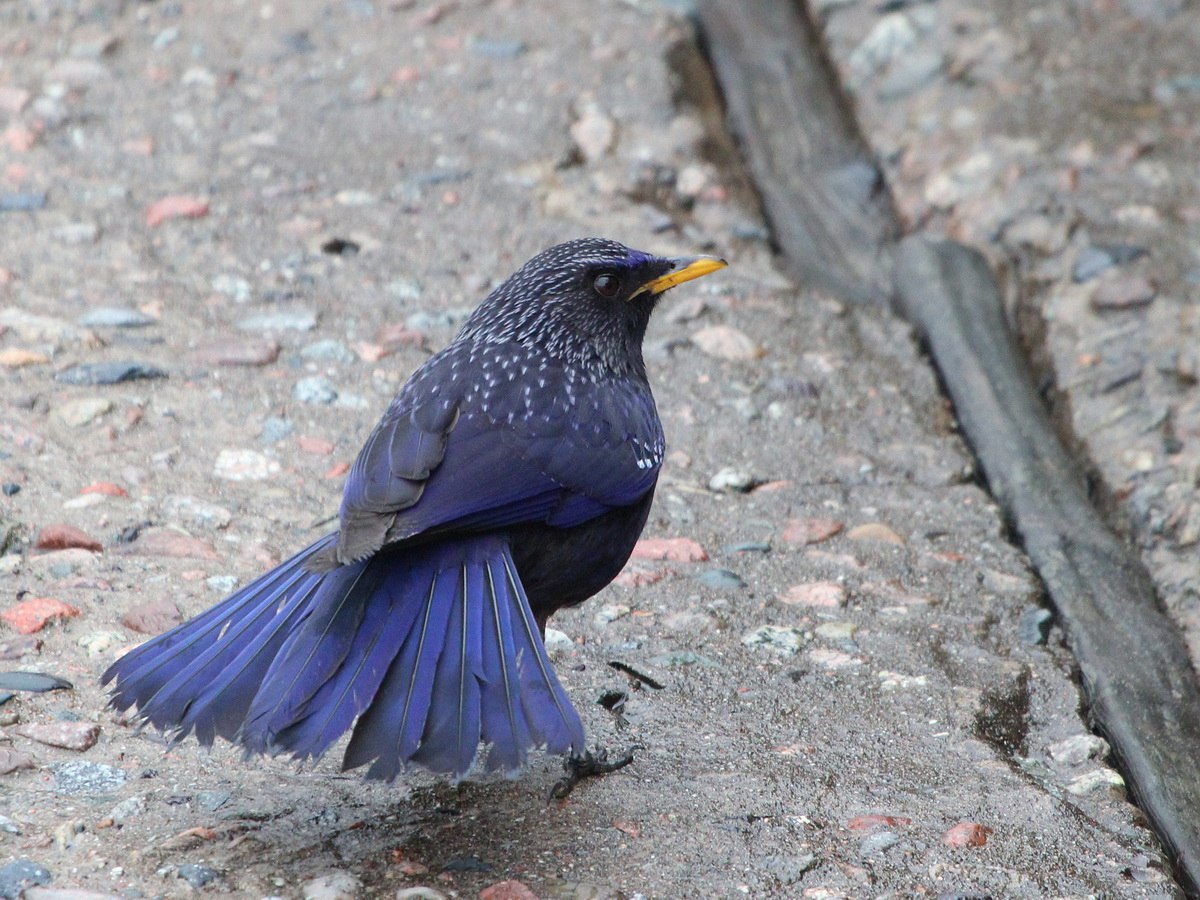 синяя птица в горах памира