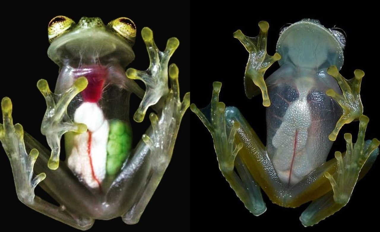 Стеклянная лягушка (Glass Frog)