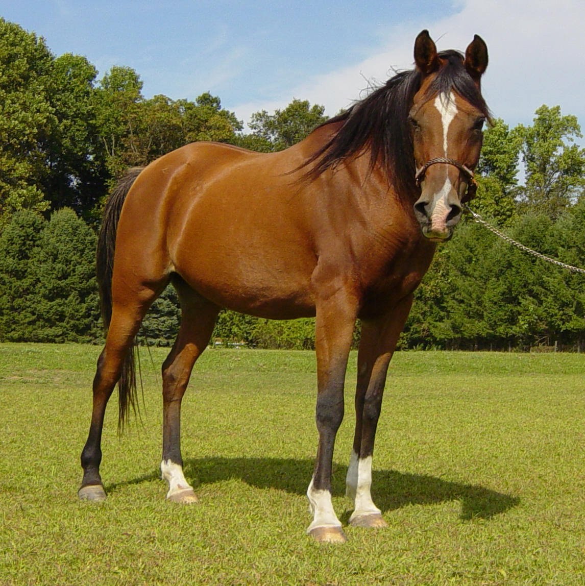 Horse standing. Светло гнедая масть лошади. Каурая масть. Каурая масть лошади. Гнедой Мустанг.