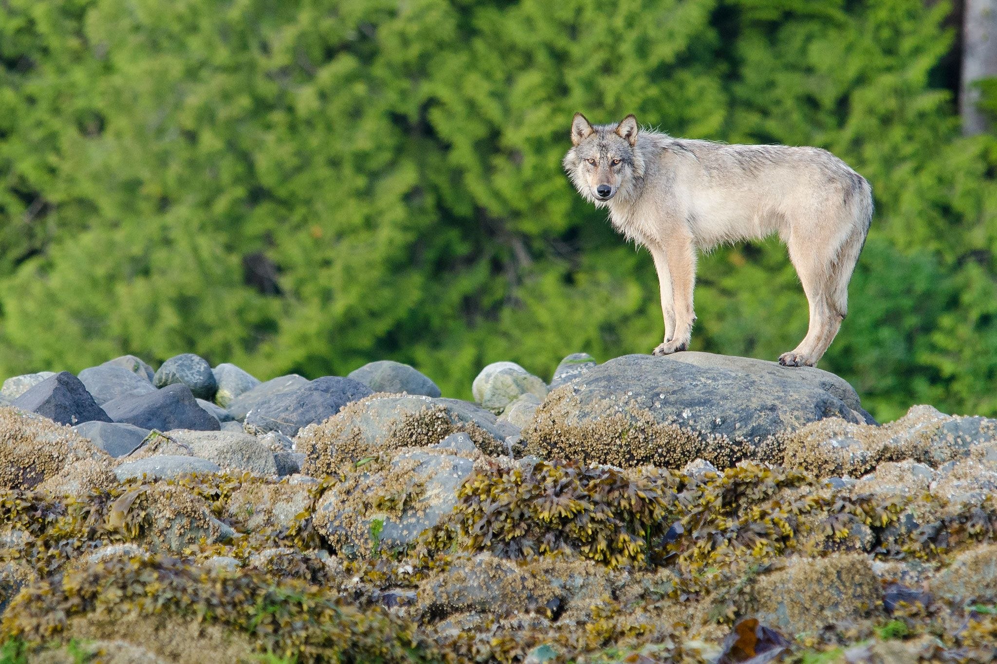 Природа наука животные. Canis Lupus crassodon. Ванкуверский волк. Британская Колумбия морские волки.