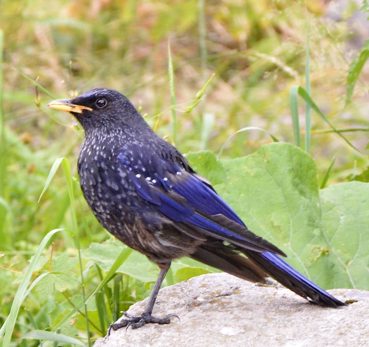 Синий дрозд. Лиловый Дрозд (Myophonus caeruleus). Синяя птица Дрозд птица. Синяя птица лиловый Дрозд. Синий Дрозд аджир.