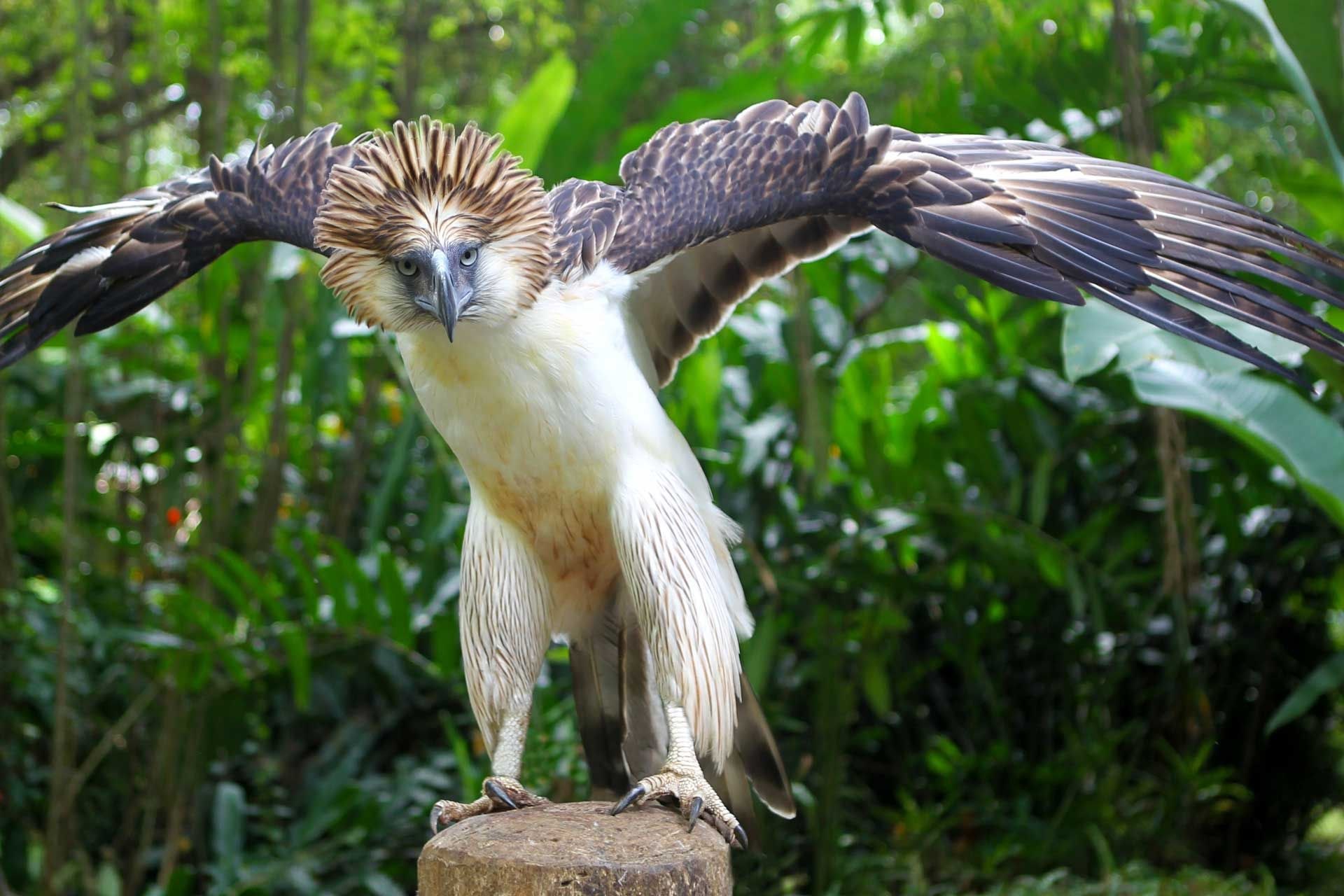 Самый красивый орел. Филиппинский Орел-обезьяноед. Филиппинская Гарпия-обезьяноед. Орел Гарпия обезьяноед. Орел Филиппинская Гарпия.