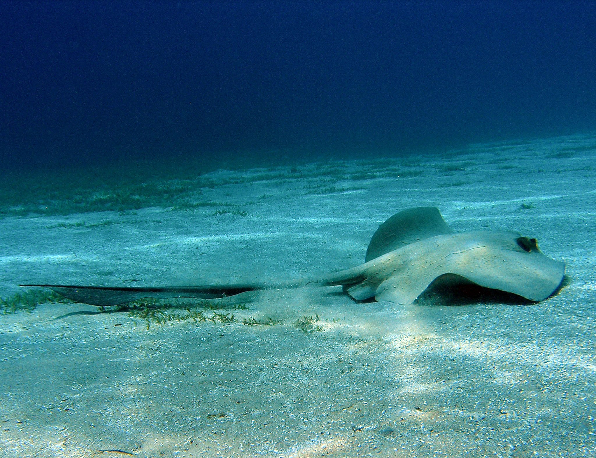 Таба животное. Широкохвостый Скат хвостокол. Скат-хвостокол (Whiptail Stingray). Стингрей Скат. Стингрей Скат Мальдивы.