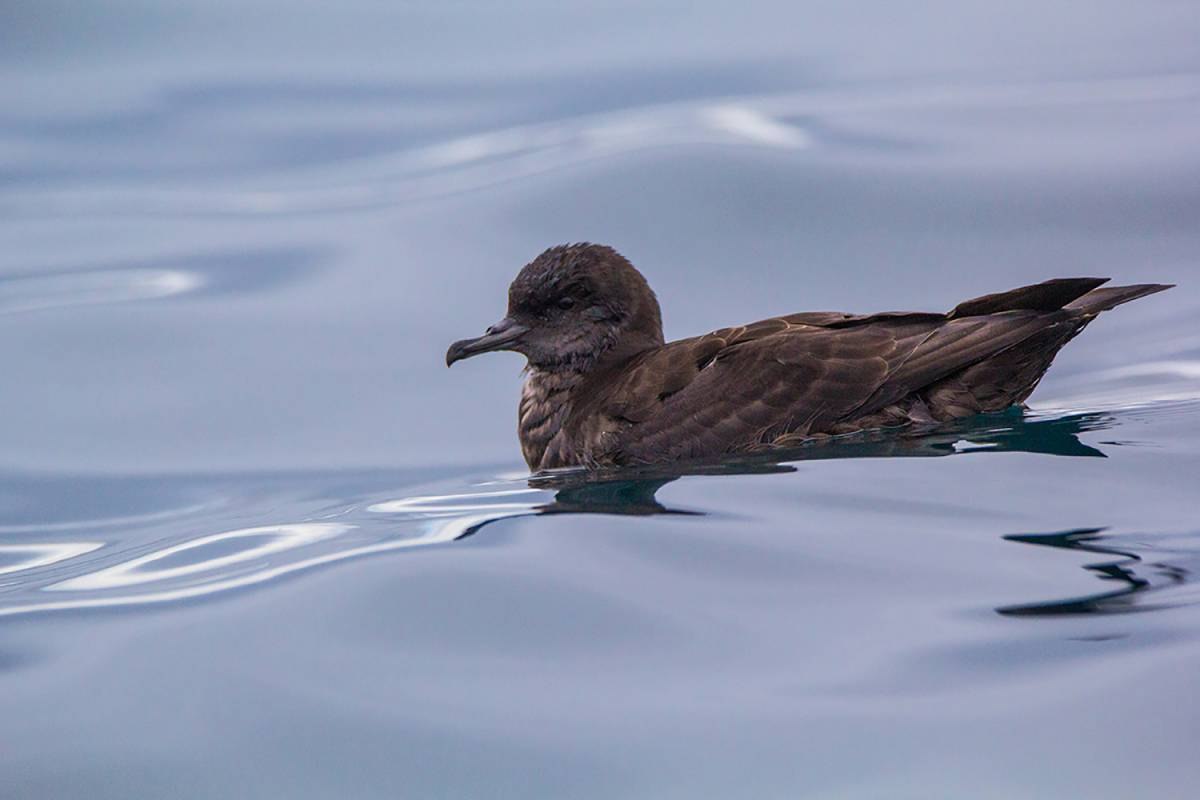 Буревестник малый (Puffinus Puffinus)