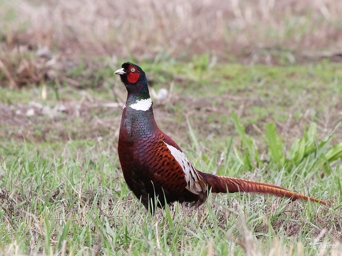 Фазан ростов. Зелёный фазан Phasianus versicolor. Маньчжурский фазан. Фазан Амурский. Фазан Дальневосточный.