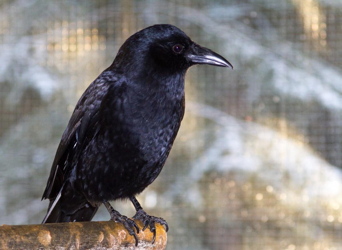 Crows store. Corvus caurinus. Профиль вороны. Ворона в профиль. Ворона с боку.