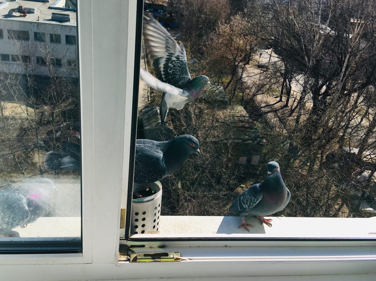 Птичка садится на окошко. Голубь за окном. Домик для голубя на балконе. Голубь на карнизе. Голубь на подоконнике.
